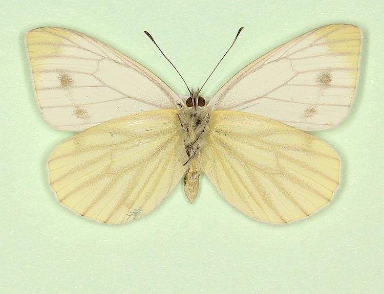 Pieris napi female (aberrant form sulphurea + pallidus, verso) (Internet Image property of respective owner, non-commercial use only)